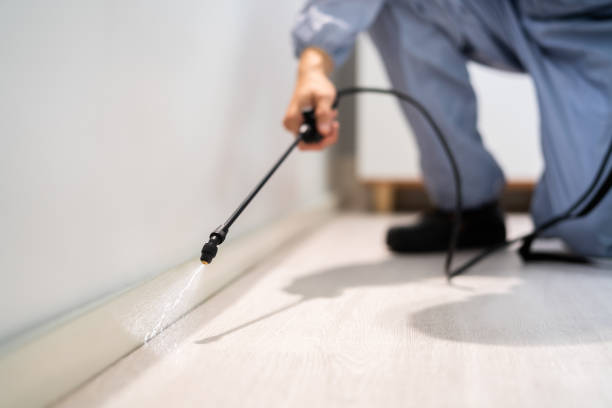 Certified termite inspector examining foundation in Clyde