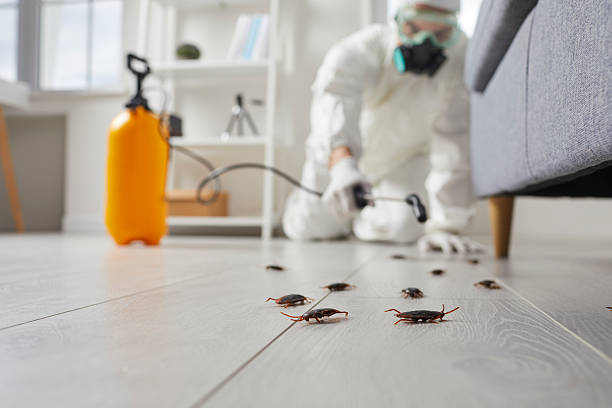 Commercial Rodent Management in Clyde